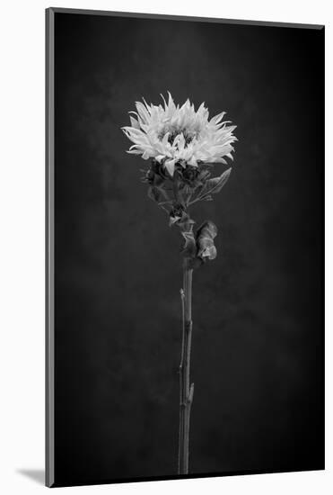 Sunflower Number 5 BW-Steve Gadomski-Mounted Photographic Print