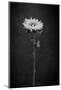 Sunflower Number 5 BW-Steve Gadomski-Mounted Photographic Print