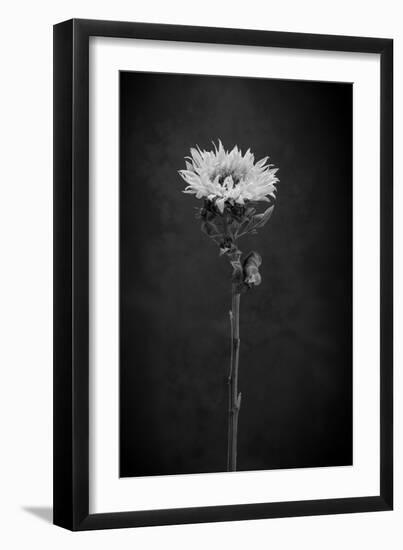 Sunflower Number 5 BW-Steve Gadomski-Framed Photographic Print