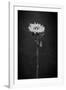 Sunflower Number 5 BW-Steve Gadomski-Framed Photographic Print