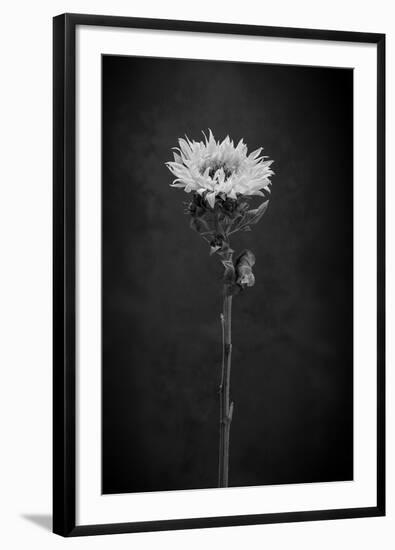 Sunflower Number 5 BW-Steve Gadomski-Framed Photographic Print