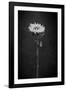 Sunflower Number 5 BW-Steve Gadomski-Framed Photographic Print