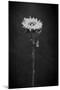 Sunflower Number 5 BW-Steve Gadomski-Mounted Photographic Print