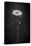 Sunflower Number 5 BW-Steve Gadomski-Framed Stretched Canvas