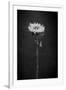 Sunflower Number 5 BW-Steve Gadomski-Framed Photographic Print