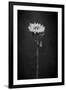 Sunflower Number 5 BW-Steve Gadomski-Framed Photographic Print