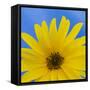 Sunflower on Blue I-Kathy Mahan-Framed Stretched Canvas