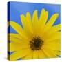 Sunflower on Blue I-Kathy Mahan-Stretched Canvas