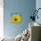 Sunflower on Blue I-Kathy Mahan-Art Print displayed on a wall