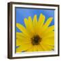 Sunflower on Blue I-Kathy Mahan-Framed Art Print