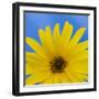 Sunflower on Blue I-Kathy Mahan-Framed Art Print