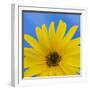 Sunflower on Blue I-Kathy Mahan-Framed Art Print