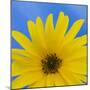 Sunflower on Blue I-Kathy Mahan-Mounted Art Print