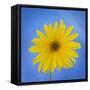 Sunflower on Blue II-Kathy Mahan-Framed Stretched Canvas