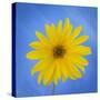 Sunflower on Blue II-Kathy Mahan-Stretched Canvas