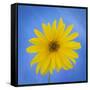 Sunflower on Blue II-Kathy Mahan-Framed Stretched Canvas