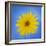 Sunflower on Blue II-Kathy Mahan-Framed Photographic Print