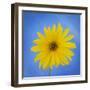 Sunflower on Blue II-Kathy Mahan-Framed Photographic Print