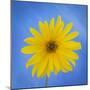 Sunflower on Blue II-Kathy Mahan-Mounted Photographic Print