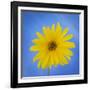 Sunflower on Blue II-Kathy Mahan-Framed Photographic Print