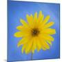 Sunflower on Blue II-Kathy Mahan-Mounted Photographic Print