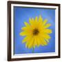 Sunflower on Blue II-Kathy Mahan-Framed Photographic Print