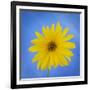 Sunflower on Blue II-Kathy Mahan-Framed Photographic Print