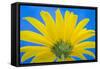 Sunflower on Blue IV-Kathy Mahan-Framed Stretched Canvas