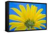 Sunflower on Blue IV-Kathy Mahan-Framed Stretched Canvas