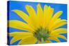 Sunflower on Blue IV-Kathy Mahan-Stretched Canvas