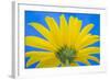 Sunflower on Blue IV-Kathy Mahan-Framed Photographic Print