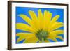 Sunflower on Blue IV-Kathy Mahan-Framed Photographic Print