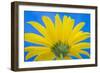 Sunflower on Blue IV-Kathy Mahan-Framed Photographic Print