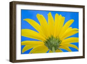 Sunflower on Blue IV-Kathy Mahan-Framed Photographic Print