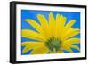 Sunflower on Blue IV-Kathy Mahan-Framed Photographic Print