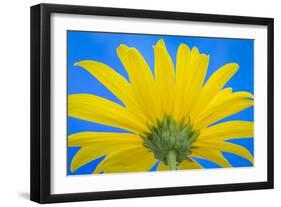 Sunflower on Blue IV-Kathy Mahan-Framed Photographic Print