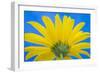 Sunflower on Blue IV-Kathy Mahan-Framed Photographic Print