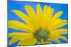 Sunflower on Blue IV-Kathy Mahan-Mounted Photographic Print