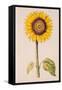 Sunflower or Helianthus, from "La Guirlande de Julie", circa 1642-Nicolas Robert-Framed Stretched Canvas