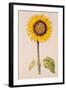 Sunflower or Helianthus, from "La Guirlande de Julie", circa 1642-Nicolas Robert-Framed Giclee Print