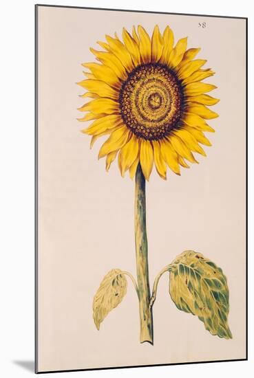 Sunflower or Helianthus, from "La Guirlande de Julie", circa 1642-Nicolas Robert-Mounted Giclee Print