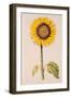 Sunflower or Helianthus, from "La Guirlande de Julie", circa 1642-Nicolas Robert-Framed Premium Giclee Print