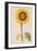 Sunflower or Helianthus, from "La Guirlande de Julie", circa 1642-Nicolas Robert-Framed Premium Giclee Print