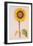 Sunflower or Helianthus, from "La Guirlande de Julie", circa 1642-Nicolas Robert-Framed Premium Giclee Print