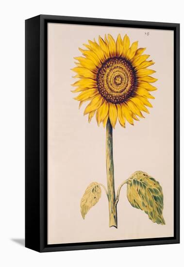 Sunflower or Helianthus, from "La Guirlande de Julie", circa 1642-Nicolas Robert-Framed Stretched Canvas