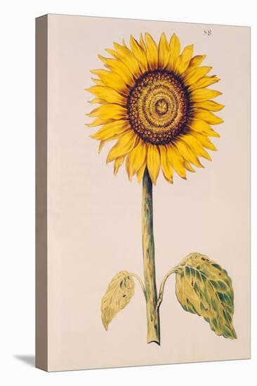 Sunflower or Helianthus, from "La Guirlande de Julie", circa 1642-Nicolas Robert-Stretched Canvas