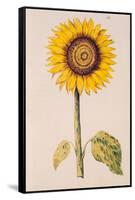 Sunflower or Helianthus, from "La Guirlande de Julie", circa 1642-Nicolas Robert-Framed Stretched Canvas