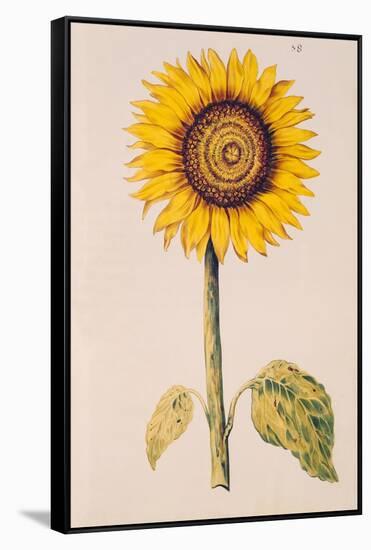 Sunflower or Helianthus, from "La Guirlande de Julie", circa 1642-Nicolas Robert-Framed Stretched Canvas