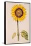 Sunflower or Helianthus, from "La Guirlande de Julie", circa 1642-Nicolas Robert-Framed Stretched Canvas