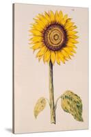 Sunflower or Helianthus, from "La Guirlande de Julie", circa 1642-Nicolas Robert-Stretched Canvas